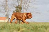 DOGUE DE BORDEAUX 141